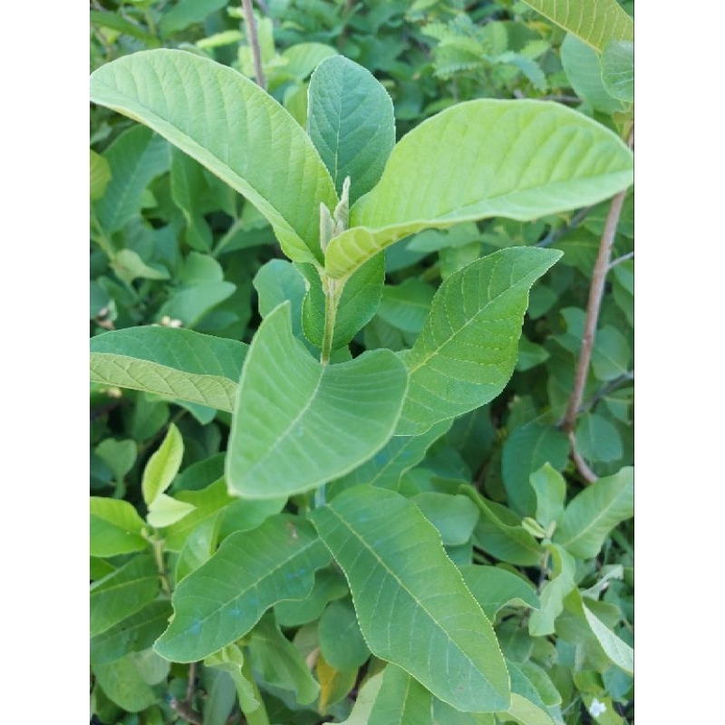 1kg lá ổi tươi