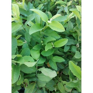 1kg lá ổi tươi