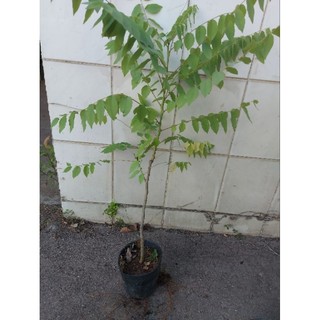 Cây chùm ruột chua cao 40cm