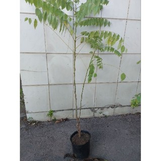 Cây chùm ruột chua cao 40cm