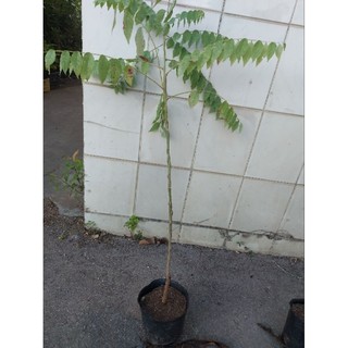 Cây chùm ruột chua cao 40cm