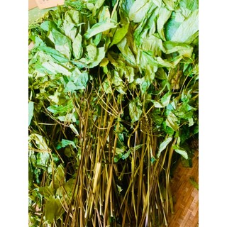 Lá Sâm Ngọc Linh Sấy Khô