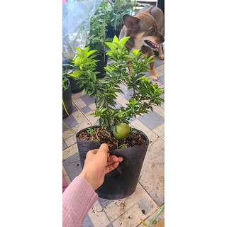 Chậu nhựa mềm Cam Mỹ vàng