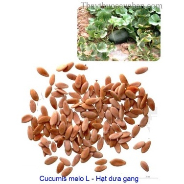 HẠT GIỐNG DƯA GANG (1g)