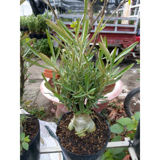 Sứ thái giống mới loại siêu ngọn-siêu hoa(cóbánhạtgiống)