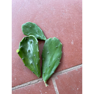 Xương rồng cactus yellow
