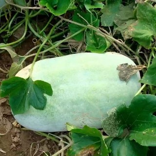 [ Hạt giống Mai Nguyễn] Hạt giống bí nếp phấn sáp_Nảy 99%