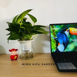 Cây trầu bà thủy sinh dễ chăm sóc, lọc không khí