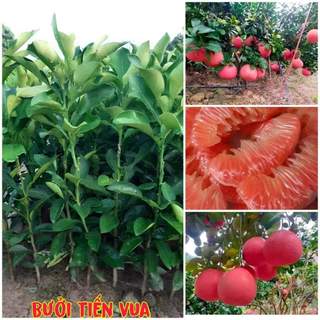 Cây giống bưởi đỏ tiến vua