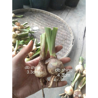 củ con lan huệ tây kép