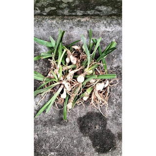 củ hoa lan huệ tây kép xanh