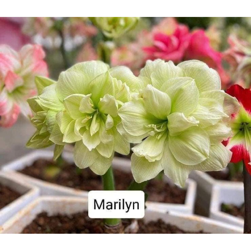 củ hoa lan huệ tây kép xanh