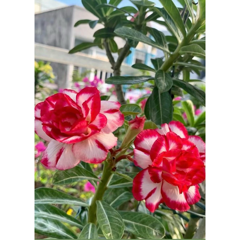 cây sứ thái ghép hoa đẹp