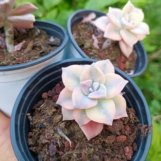 Siêu Hót -Sen Đá Hồng Mập Var- Hồng mập đột biến.