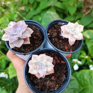 Siêu Hót -Sen Đá Hồng Mập Var- Hồng mập đột biến.