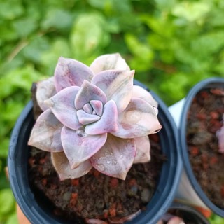 Siêu Hót -Sen Đá Hồng Mập Var- Hồng mập đột biến.