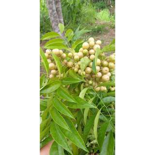 Cây giống mắc mật
