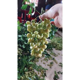 Cây giống mắc mật