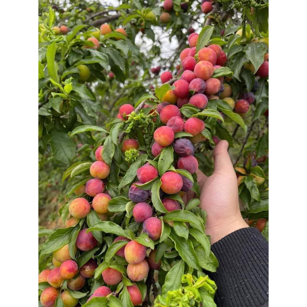 Com bo  3 cây giống mận cherry mộc châu ( tặng phân bón )