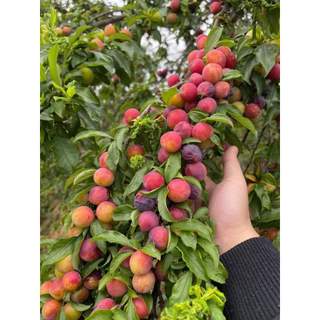 Com bo 3 cây giống mận cherry mộc châu
