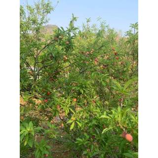 Com bo  3 cây giống mận cherry mộc châu ( tặng phân bón )