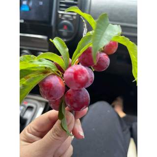 Com bo  3 cây giống mận cherry mộc châu ( tặng phân bón )