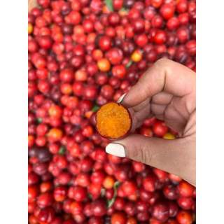 Com bo  3 cây giống mận cherry mộc châu ( tặng phân bón )