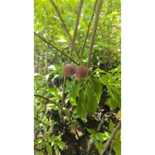 Com bo  3 cây giống mận cherry mộc châu ( tặng phân bón )