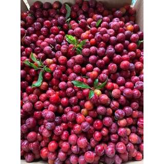 Com bo  3 cây giống mận cherry mộc châu ( tặng phân bón )