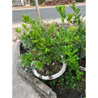 cây chúc chanh thái chiếc cành có trái