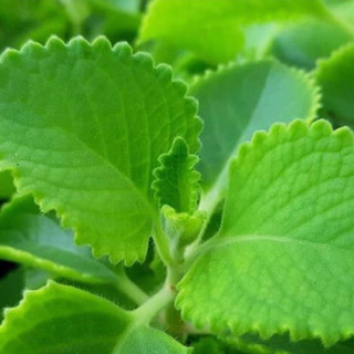 Cây húng chanh/ tần dầy lá