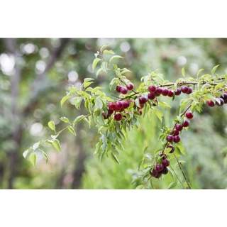 Com bo  3 cây giống mận cherry mộc châu ( tặng phân bón )