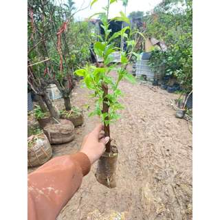 Com bo  3 cây giống mận cherry mộc châu ( tặng phân bón )