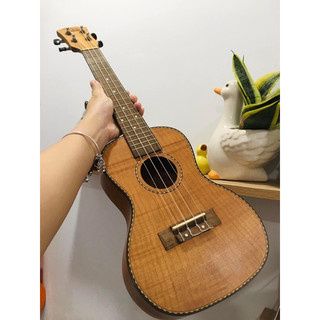 Đàn ukulele concert 23inchs gỗ thông giá siêu rẻ