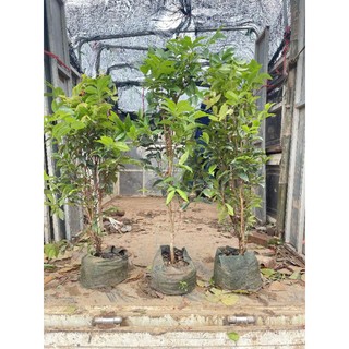 Cây nho thân gỗ 12 vụ cây chuẩn bị ra hoa