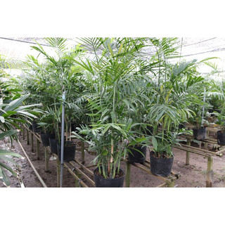 Cây cau Hawaii 1m (chỉ giao hỏa tốc HCM)