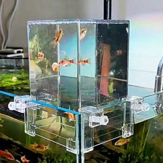 Hồ cá úp ngược Acrylic trong suốt tạo hiệu ứng cho bể cá