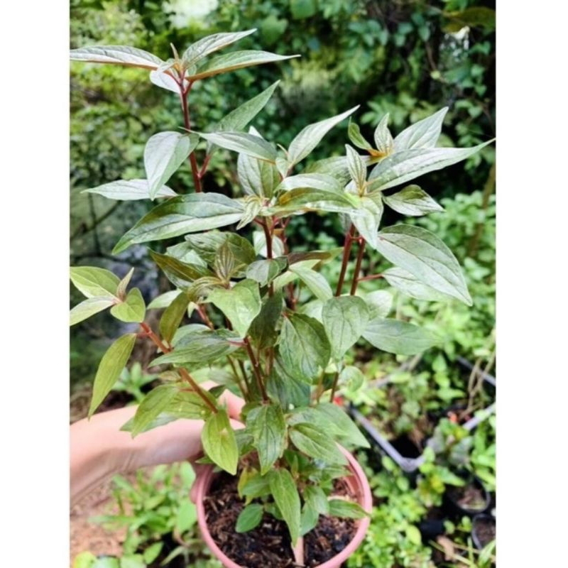 Cây bọ mắm làm giống (dược liệu chữa ho) .