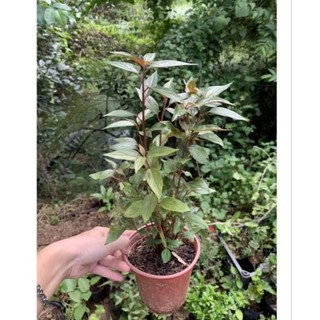 Cây bọ mắm làm giống (dược liệu chữa ho) .