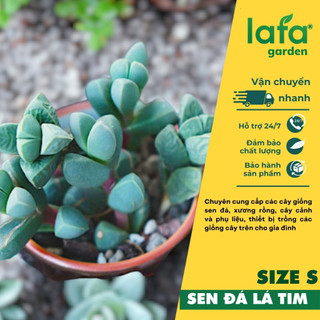 Sen đá lá tim, cây sen đá giống LAFA GARDEN, lá hình trái tim màu sắc đẹp