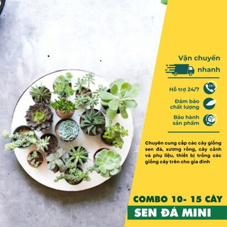 Sen đá đồng giá 15k - combo cây sen đá đà lạt nhiều màu sắc, size 2-4cm