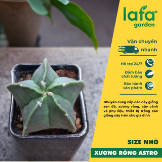 Xương rồng Astro cây xương rồng trồng nội thất trang trí cảnh quan không gian làm việc