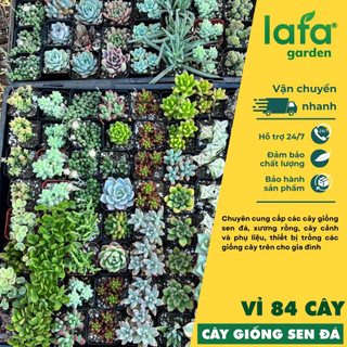 Cây sen đá vỉ đà lạt 84 cây size từ 2 cm - 4cm vườn sen đá LAFA GARDEN