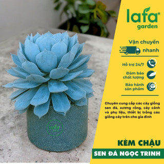 Cây sen đá ngọc trinh để bàn kèm chậu, quà tặng sen đá lafa garden