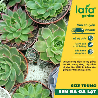 Sen đá Đà Lạt size trung  8-12 cm, giống cây sen đá đẹp vườn LAFA GARDEN
