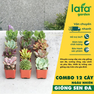 Sen đá bầu Đà Lạt - Combo 12 giống sen đá ngẫu nhiên đẹp nhất vườn LAFA GARDEN