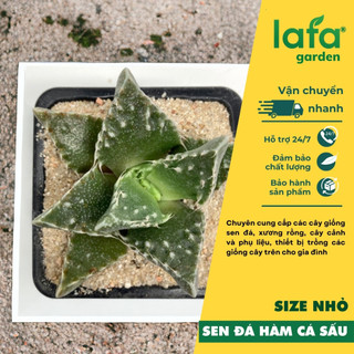 Sen đá hàm cá sấu ra hoa màu vàng đẹp size 3-5cm - Vườn sen đá Lafa Garden