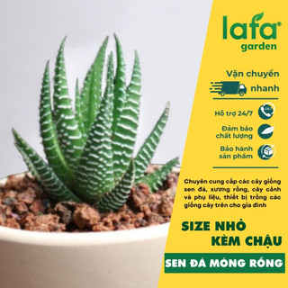 Cây sen móng rồng, cây kèm chậu đất nung - vườn sen đá lafa garden