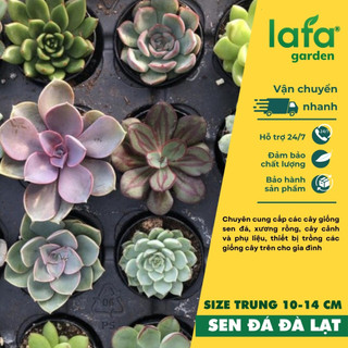 Combo 5 sản phẩm sen đá size tô - vườn sen đá lafa garden