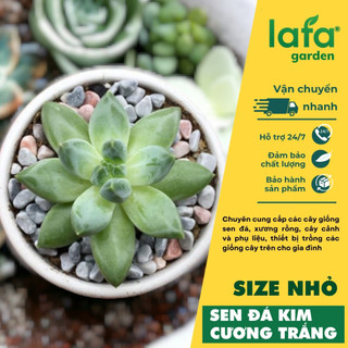 Sen đá kim cương trắng, cây sen đá cỡ nhỏ giống mới màu đẹp, vườn sen Lafa Garden